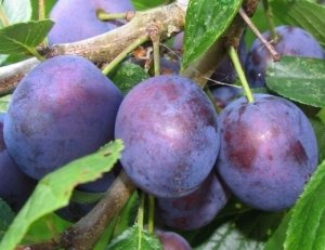 Cele mai bune soiuri de prune pentru regiunea Moscovei