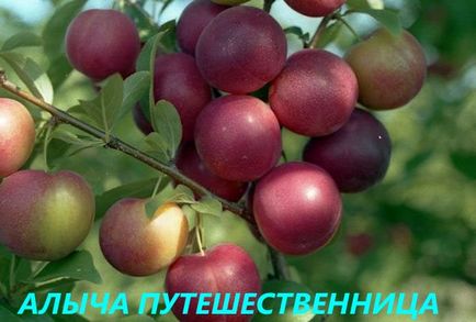Cele mai bune soiuri de prune pentru regiunea Moscovei - o scurtă descriere, fotografie, video