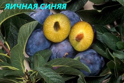 Cele mai bune soiuri de prune pentru regiunea Moscovei - o scurtă descriere, fotografie, video