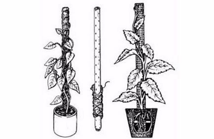 Cele mai bune sfaturi pentru cultivarea unui filodendron acasă
