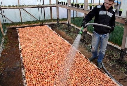 Hagyma a tollat ​​az üvegházban termesztése télen, mint egy üzleti