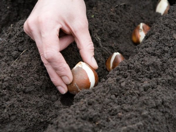 Tulip bulbii cum să stoca și să crească bulbi de lalele