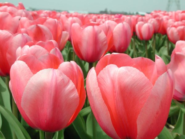 Tulipán hagymákat, mint a boltban, és növekszik tulipán hagymákat