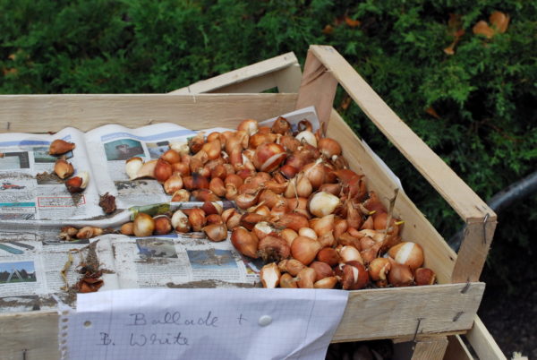 Tulipán hagymákat, mint a boltban, és növekszik tulipán hagymákat