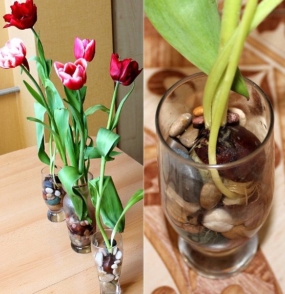Tulipán hagymákat, mint a boltban, és növekszik tulipán hagymákat