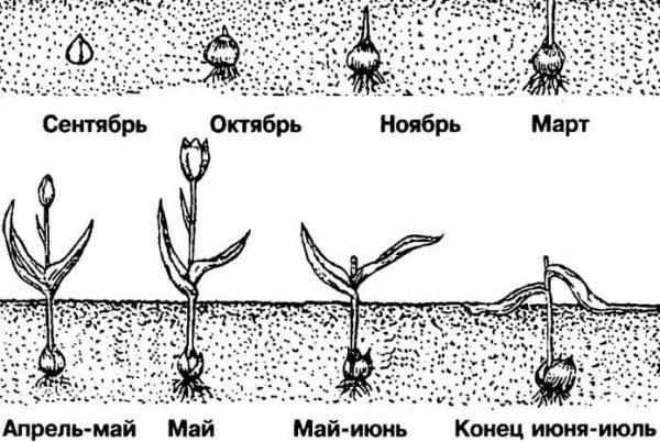 Tulipán hagymákat, mint a boltban, és növekszik tulipán hagymákat