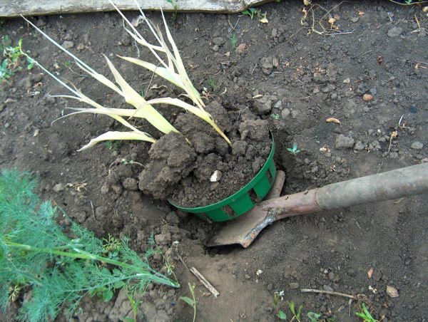 Tulipán hagymákat, mint a boltban, és növekszik tulipán hagymákat