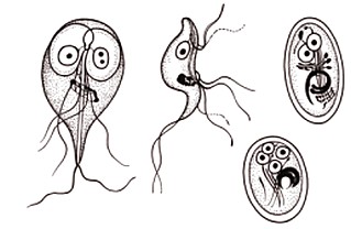 Giardiasis gyermekeknél