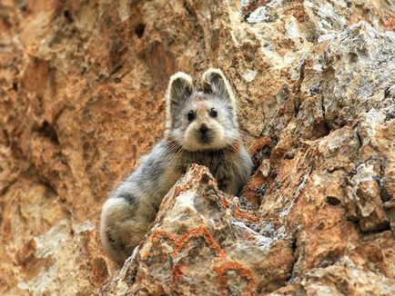 Mágikus Rabbit első kép egy ritka állat az elmúlt 20 évben