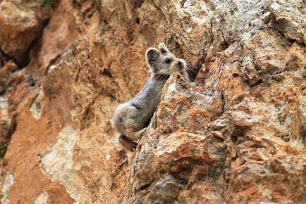 Magic iepure fotografii prima de un animal foarte rar în ultimii 20 de ani