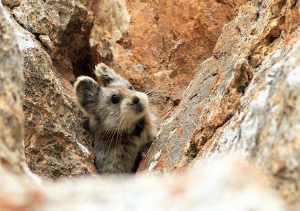 Mágikus Rabbit első kép egy ritka állat az elmúlt 20 évben