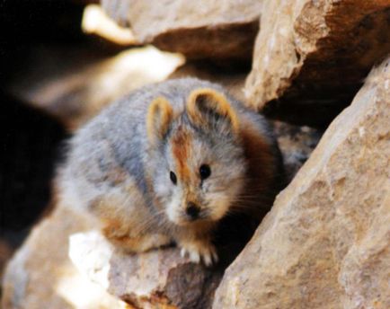 Magic iepure fotografii prima de un animal foarte rar în ultimii 20 de ani