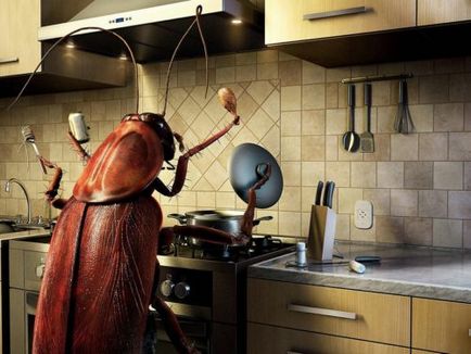 Gândaci mici în bucătărie ce să faceți