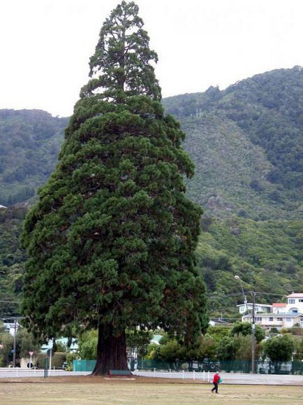 Мамонтове дерево опис, фото, цікаві факти