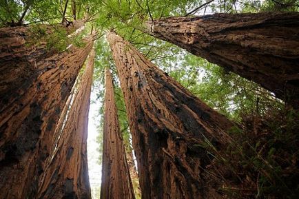 Descrierea arborelui mamut, fotografie, fapte interesante