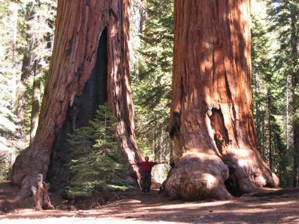 Descrierea arborelui mamut, fotografie, fapte interesante