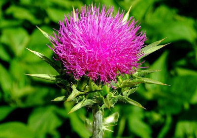 Thistle olaj arc kozmetológiai (bogáncs olaj) Thistle olaj kozmetológiai arc
