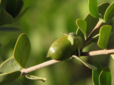 Ulei de jojoba pentru unghii și cuticule