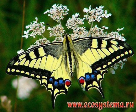 Махаон - papilio machaon