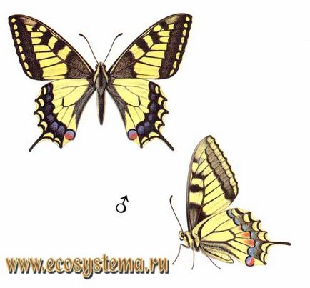 Махаон - papilio machaon