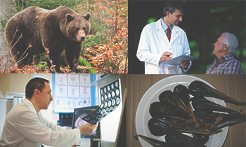 Bear epe onkológia (esetlen) Medveepétől az onkológiában