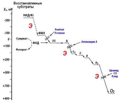 Curs de microbiologie a cursurilor