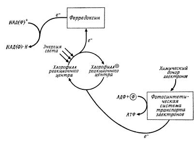 Мікробіологія курс лекцій