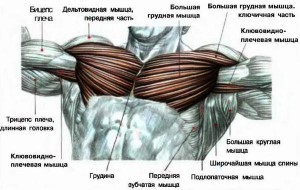Muschii din piept