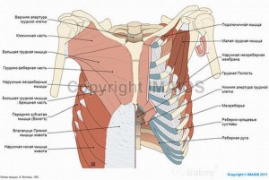 Muschii din piept