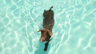 Ссавці вміють плавати, але є дивний виняток - bbc російська служба