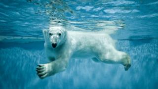 Mamiferele pot înota, dar există o excepție ciudată - serviciul rusesc bbc