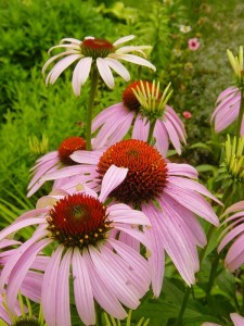 Frumusețea multi-fațete a Echinacea - decorarea grădinii dvs. de flori, lângă casă