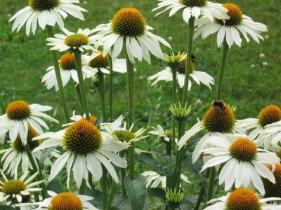 A sokarcú szépség echinacea - díszítése a virágos kert, a ház közelében (virágágyások és gyep) A sokarcú szépség echinacea - díszítése a virágos kert, a ház közelében