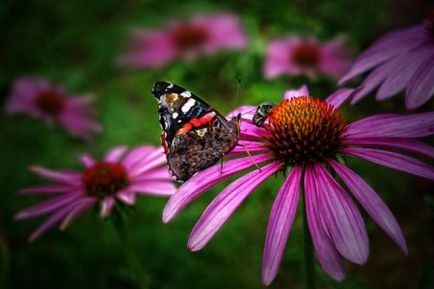 Frumusețea multi-fațete a Echinacea - decorarea grădinii dvs. de flori, lângă casă