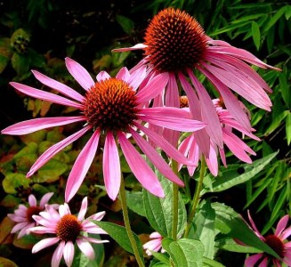 Frumusețea multi-fațete a Echinacea - decorarea grădinii dvs. de flori, lângă casă