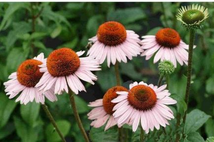 Frumusețea multi-fațete a Echinacea - decorarea grădinii dvs. de flori, lângă casă