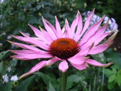 Frumusețea multi-fațete a Echinacea - decorarea grădinii dvs. de flori, lângă casă