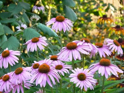 Frumusețea multi-fațete a Echinacea - decorarea grădinii dvs. de flori, lângă casă