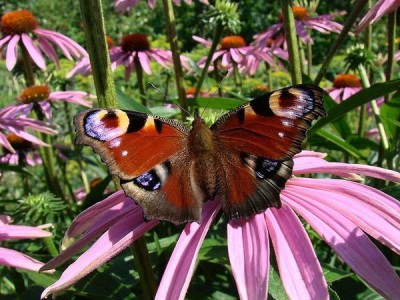 Frumusețea multi-fațete a Echinacea - decorarea grădinii dvs. de flori, lângă casă