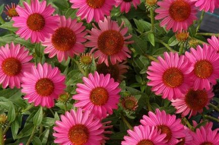 Frumusețea multi-fațete a Echinacea - decorarea grădinii dvs. de flori, lângă casă