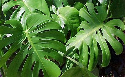 Monstera este cultivată acasă