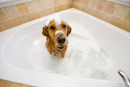 Este posibil să spălați câinele cu șampon uman