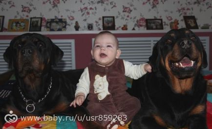 Чи можна мити собаку перед щепленням - на