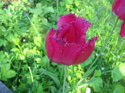 Lehetséges, hogy csökkentsék a tulipán és nárcisz, miután ottsvetut