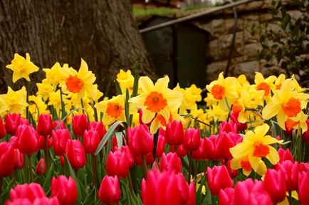 Lehetséges, hogy csökkentsék a tulipán és nárcisz, miután ottsvetut