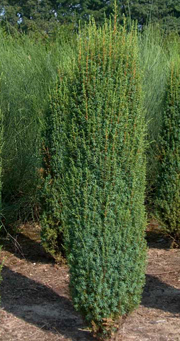 Juniperus - gyógyászati ​​tulajdonságokkal