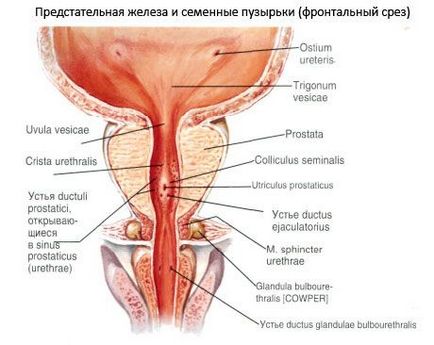 Organe genitale de sex masculin, competente în domeniul sănătății în ilive