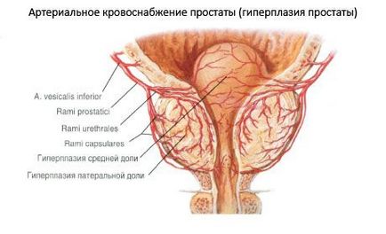 Чоловічі статеві органи, компетентно про здоров'я на ilive