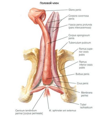 Férfi nemi szervek, az illetékes egészségügyi on iLive