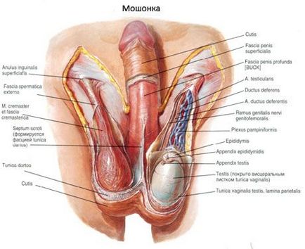 Organe genitale de sex masculin, competente în domeniul sănătății în ilive